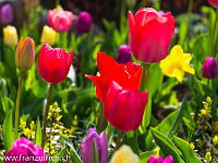 Der Frühling ist wieder da! : Blumen, Blüten, Frühling, Osterglocken, Tulpen, farbig, rot