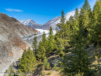Der Aletschwald wurde 1933 unter Schutz gestellt und seither nicht mehr aktiv forstlich genutzt. Er besteht mehrheitlich aus alten Arven und Lärchen, durchsetzt mit Zwergsträuchern wie Alpenrosen, Heidelbeeren oder Erika. : Aletschgletscher