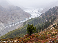 Aletschgletscher : Aletschgletscher