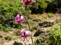 Auf dem Hüttenweg entdecke ich viele wunderschöne Blumen, wie diesen Türkenbund... : Bächenstock