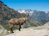 Der Abstieg zur Hütte über endloses Blockgelände ist einfach aber ermüdend. Nach einer Erfrischung und dem Besuch eines Steinbockes machen wir uns auf, um wieder ins Tal zu gelangen. : Balfrin, Bordierhütte SAC