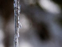 Wie Lametta am Weihnachtsbaum sehen die Eiszapfen an den Tannen aus. : Bannalp, Schneeschuhtour, Winter