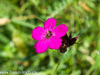 Vorbei an schönen Blumen... : Bassa del Barone, Chironico, Rifugio della Alpe Sponda