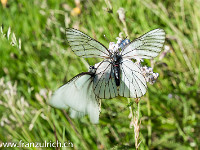 ... und Schmetterlingen (hier zwei Baumweisslinge)... : Bassa del Barone, Chironico, Rifugio della Alpe Sponda