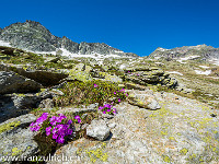 Alpe Campioni : Bassa del Barone, Chironico, Rifugio della Alpe Sponda