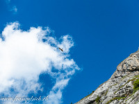 Ein Bartgeier kreist am Himmel. : Blüemlisalphorn, Fründenhorn, Oeschinenhorn