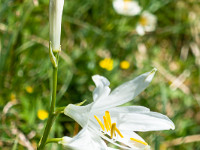 Wunderbare Blumen zieren die saftigen Alpwiesen. : Blüemlisalphorn, Fründenhorn, Oeschinenhorn
