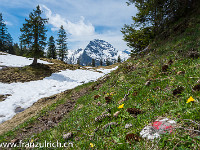 In Mulden und Schattenlagen liegt noch Schnee. Der Bödmerenwald ist stark geprägt durch zerklüftete Felsen und lehmige Mulden. So entstand ein lockerer Wald mit baumfreien Stellen : Bödmeren Muotathal