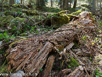 Der Bödmerenwald wird nur extensiv genutzt und weist eine Kernzone von etwa 150 ha Grösse mit einem unberührten Fichten-Urwald auf. Totholz ist ein wertvoller Rohstoff für zahlreiche Lebewesen : Bödmeren Muotathal