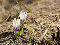 Bergfrühling mit Krokussen : Bödmeren Muotathal