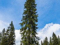 Die ältesten Bäume sind bis zu 500 Jahre alt. Der säulenförmige Wuchs der Fichten ist eine Anpassung an die grossen Schneemengen : Bödmeren Muotathal