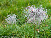 Viele schöne Bergblumen treffe ich an, deren Bestimmung mir nicht so leicht fällt. Ob das eine Wollblume ist? : Alpenblume, Wollblume, weiss