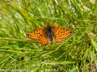 Zwischendurch besucht mich ein schöner Perlmutterfalter. : Perlmutterfalter, Schmetterling, orange