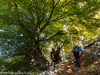 Der Aufstieg durch das Val Tomè führt durch einen lichten Kastanienwald. : Corona di Redorta