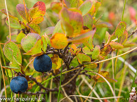 Am Wegesrand rufen uns Heidelbeeren und... : Heidelbeere