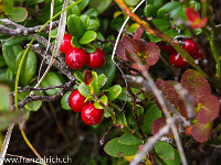 Preiselbeeren zu: "Pflückt uns!" Was wir auch gerne machen. : Preiselbeere