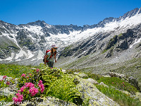 Am Ende des Sees beginnt der Weg, der von wunderbaren Alpenrosen gesäumt wird, anzusteigen. : Dammahütte, Göscheneralp, Göscheneralpsee