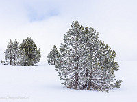 Föhren im Winterkleid. : Fürstein, OGH, Schneeschuhtour, Winter