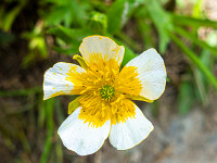 Bergblume (Name folgt... sachdienliche Hinweise sind erwünscht). : Galenstock