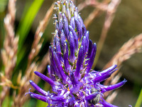 Bergblume (Name folgt... sachdienliche Hinweise sind erwünscht). : Galenstock