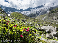 Dammakette : Göscheneralp Göscheneralpsee