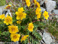 Wunderbare Flora zeigt sich an diesem Juli-Tag. : Grassen Südwand Kanzelgrat OGH Sutstlihütte 2016