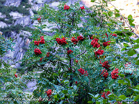 Viele Ebereschen (Vogelbeere) säumen den Weg. Die gekochten Beeren (z. B. als Konfitüre) sind sehr gesund und reich an Vitamin C, Provitamin A und Sorbit. Sie waren früher ein wichtiges Mittel gegen Skorbut. : Grimsel