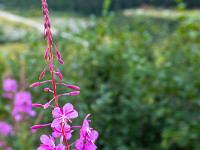 Prächtige Alpenblumen zieren den Weg. : Grimsel