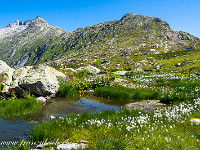 Scheuchzer Wollgras kurz vor dem Grimselpass. : Grimsel