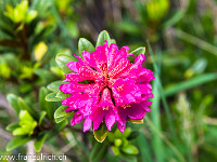 Die Alpenrosen stehen in voller Blüte. : Jakobiger Leutschachhütte Arnisee