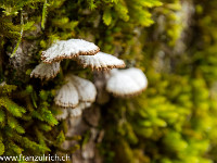 Baumpilze. : Jura Herbst