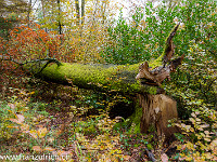 ... : Jura Herbst