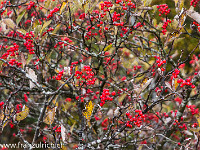 ... : Jura Herbst