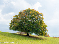 ... : Jura Herbst