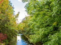 Gemächlich fliesst die Dünnern durch Oensingen. : Jura Herbst