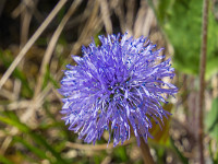 Wunderbare Blumenwelt : Haggenspitz Kleiner Mythen