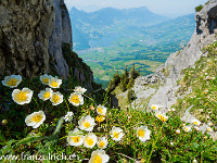 Wunderbare Flora (leider kenne ich mich nicht allzu gut aus damit) : Haggenspitz Kleiner Mythen