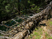 Viel Altholz liegt herum : Haggenspitz Kleiner Mythen