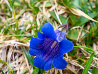 Wunderbare Blumen - hier ein Becher-Enzian - zieren den Aufstieg. : Klettersteig Fürenwand Engelberg