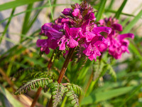 Bergblumen. : Klettersteig Fürenwand Engelberg