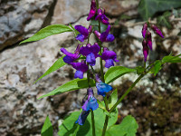 Wunderschöne - und mir leider oft unbekannte - Blumen säumen den Weg. : Lägern