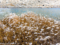 Wollgras beim namenlosen Bergsee. : Bergsee, Wollgras