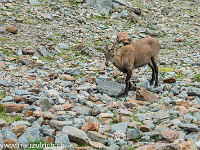 Und so gehen 4 herrliche Bergtage zu Ende. Herzlichen Dank an Urs für die umsichtige Planung und Führung der Tour. Die schrittweise Akklimatisation an die grosse Höhe hat sich durchaus gelohnt, konnte ich den Gipfel zwar müde, aber ohne Kopfschmerzen oder andere Beschwerden geniessen. : Steinbock