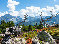 Auf den letzten 150 Höhenmetern ist die Landschaft grandios: Offenes Gelände mit Stauden, Felsbändern und lebenden und toten Legföhren. : Mutschen