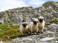 Drei neugierige Walliser Schafe. : Grimsel-Gletsch-Furka