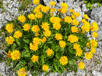 Die Natur produziert diesen Sommer unglaublich viel Arnika. Diese wunderbare Heilpflanze dürften wir etwas ernster nehmen... : Grimsel-Gletsch-Furka