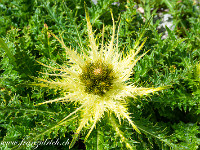 Distel. : Grimsel-Gletsch-Furka