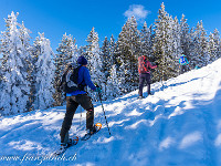 Im Schlussaufstieg zum Nünalpstock. Die Tannen sind dick mit Schnee und Eis behangen. : Nünalpstock, Schneeschuhtour