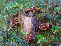 Unterwegs zeigt sich der Herbst in allen Variationen. : Luthern Bad, Napf