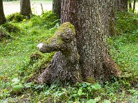 Ein Baumosaurier. : Obers Tatelishore 2026
